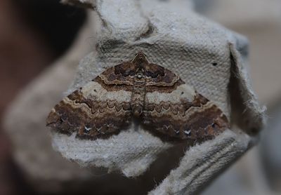 Brungul fltmtare   Earophila badiata