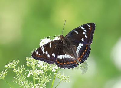 Aspfjäril Limenitis populi