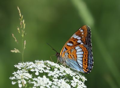 Aspfjäril Limenitis populi