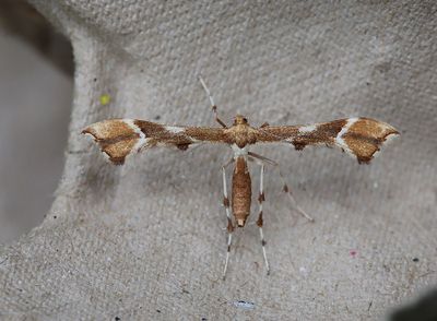 Rosenfjdermott   Cnaemidophorus rhododactyla