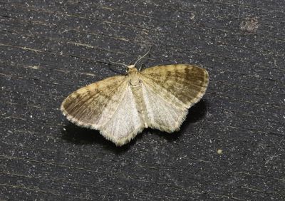 Brungul lvmtare   Euchoeca nebulata