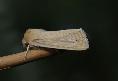 Brungult grsfly    Mythimna impura