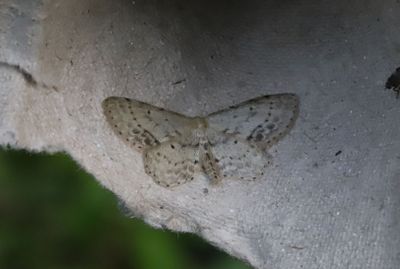 Brunhrnad lvmtare   Idaea dimidiata