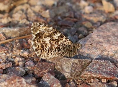 Sandgräsfjäril Hipparchia semele