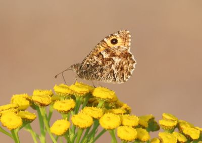 Sandgräsfjäril Hipparchia semele
