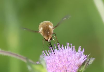 Bombylius minor