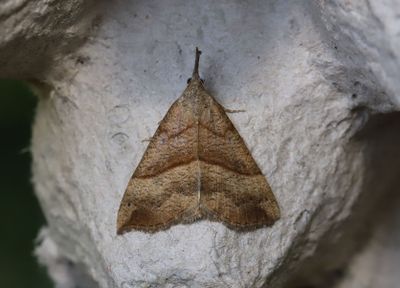 Brunstreckat nbbfly   Hypena proboscidalis