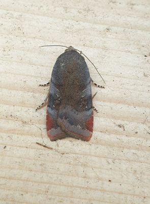 Brunviolett bandfly   Noctua janthe