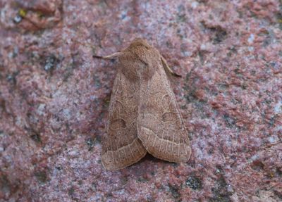 Buskslgfly   Orthosia cerasi