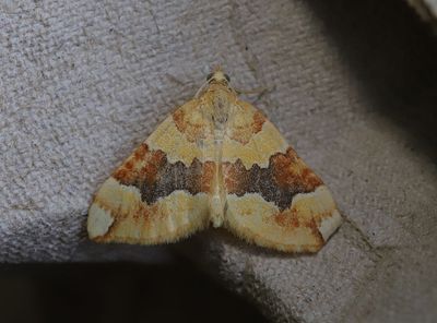 Citrongul fltmtare   Cidaria fulvata
