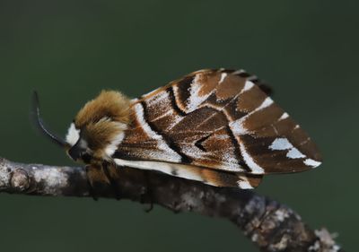 Skckspinnare     Endromis versicolora