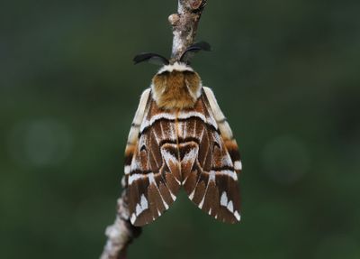 Skckspinnare   Endromis versicolora