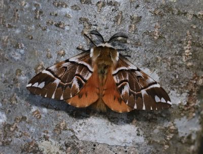 Skckspinnare  Endromis versicolora 