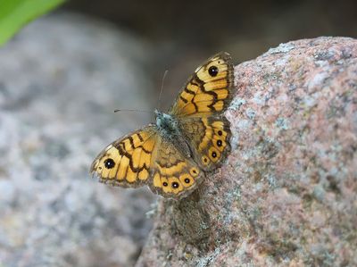 g13/55/750355/3/175217234.e13b0117.JPEG