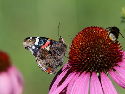 Amiralfjäril Vanessa atalanta