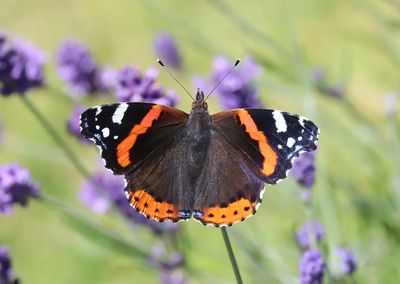 Amiralfjäril Vanessa atalanta