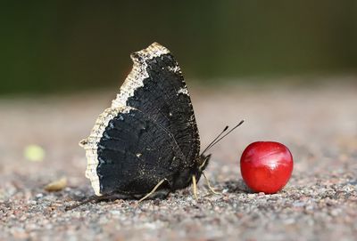 Sorgmantel Nymphalis antiopa