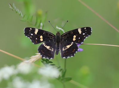 Kartfjäril Araschnia levana