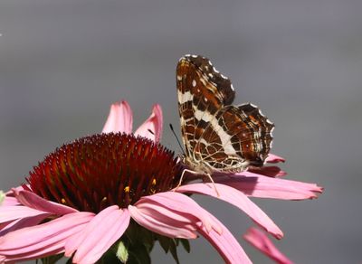 Kartfjäril Araschnia levana