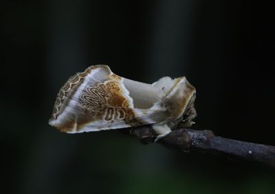 Bandad hallonspinnare  Habrosyne pyritoides