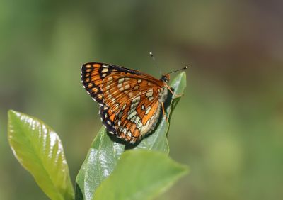 Asknätfjäril Euphydryas maturna