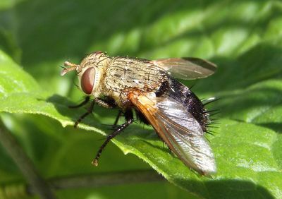 Archytas Tachinid Fly species