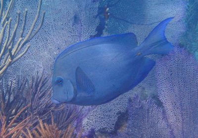 Blue Tang