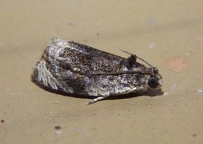 2822 - Olethreutes concinnana; Tortricid Moth species