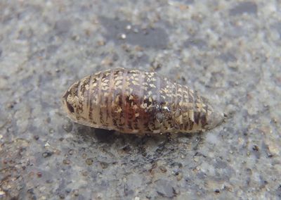 Cirolanidea Isopod species