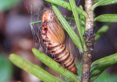 3638 - Choristoneura fumiferana; Spruce Budworm pupae