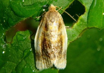 3686 - Clepsis melaleucana; Black-patched Clepsis Moth