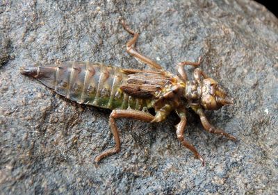 Gomphidae Clubtail species nymph