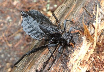 Hagenius brevistylus; Dragonhunter nymph