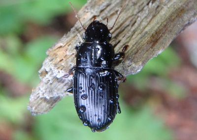 Harpalus Ground Beetle species