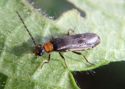 Malthodes Soldier Beetle species