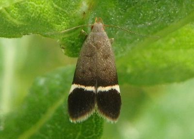2230 - Anacampsis agrimoniella; Twirler Moth species