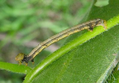 6594 - Cleora sublunaria; Double-lined Gray caterpillar