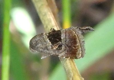 9003.1 - Tripudia rectangula; Owlet Moth species