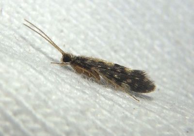 Agraylea multipunctata; Salt and Pepper Microcaddisfly 