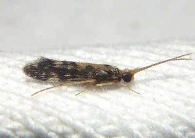 Agraylea multipunctata; Salt and Pepper Microcaddisfly