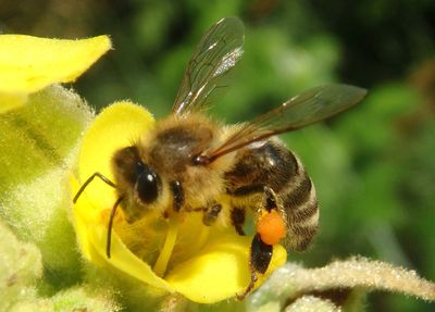 Apis mellifera; Western Honey Bee; female; exotic