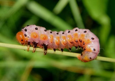 Arge humeralis; Poison Ivy Sawfly larva