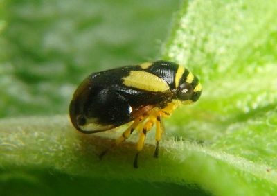 Clastoptera proteus; Dogwood Spittlebug