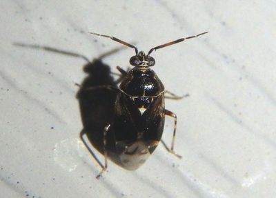 Deraeocoris nebulosus; Plant Bug species