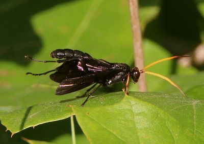 Gnamptopelta obsidianator; Ichneumon Wasp species