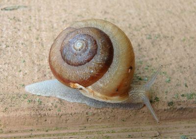 Helicoidea Terrestrial Snail species