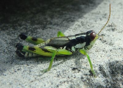 Melanoplus viridipes complex; Green-legged Grasshopper