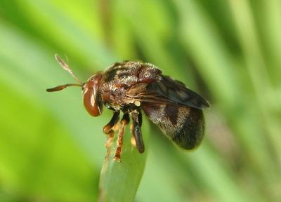 Microdon globosus; Syrphid Fly species