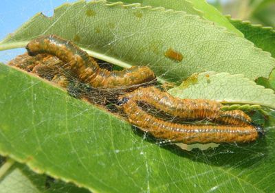 Neurotoma edwardi; Cherry Webspinning Sawfly larva 