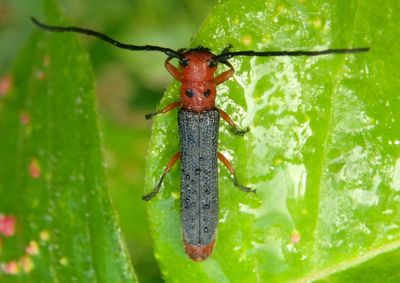 Oberea ocellata; Sumac Stem Borer